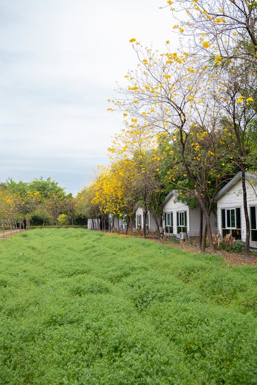 A Lawn in front of an Array of Cabins 