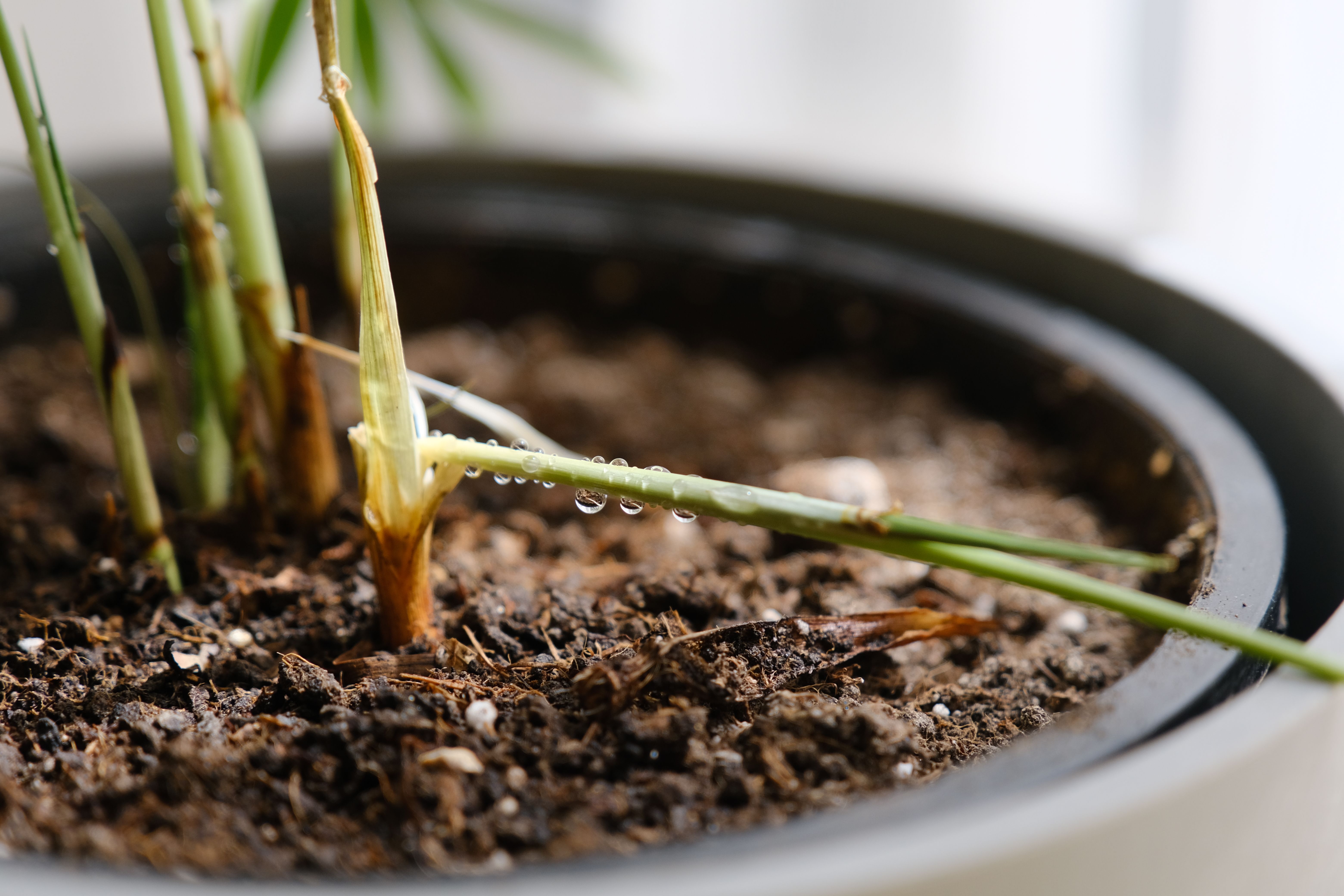 RAINPOINT Smart WiFi Plant Moisture Sensor