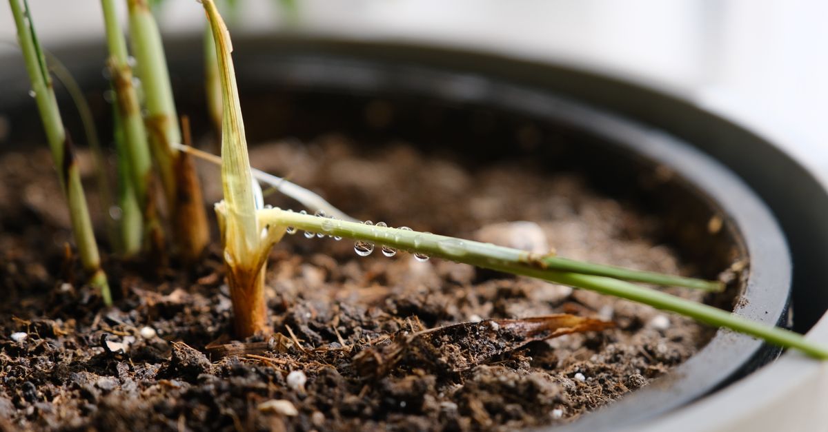 Vista detalhada de uma planta verde em um vaso com gotas d'água frescas, simbolizando crescimento.