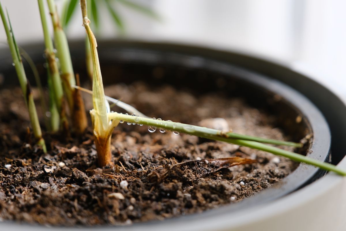 Superfície de terra escura e solta num vaso, em volta da base de uma planta