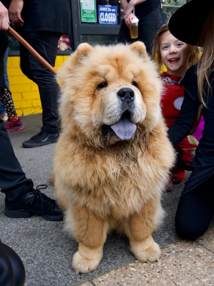 Kids Petting A Chow Chow Dog 