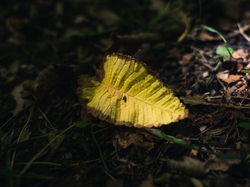 Free Detailed shot of a yellow leaf lying on the forest floor, showcasing autumn's natural beauty. Stock Photo
