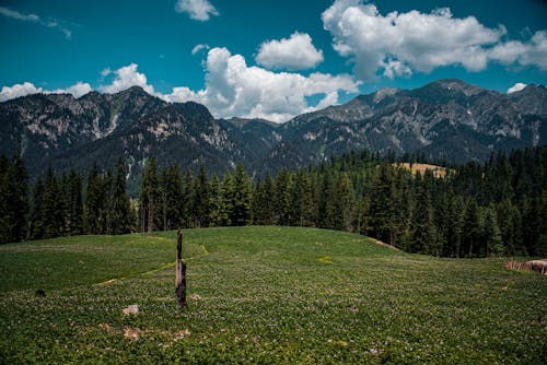 Бесплатное стоковое фото с горный хребет, горы, лес