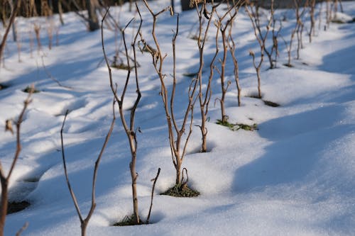 Dry Twigs Sticking Out of Snow 