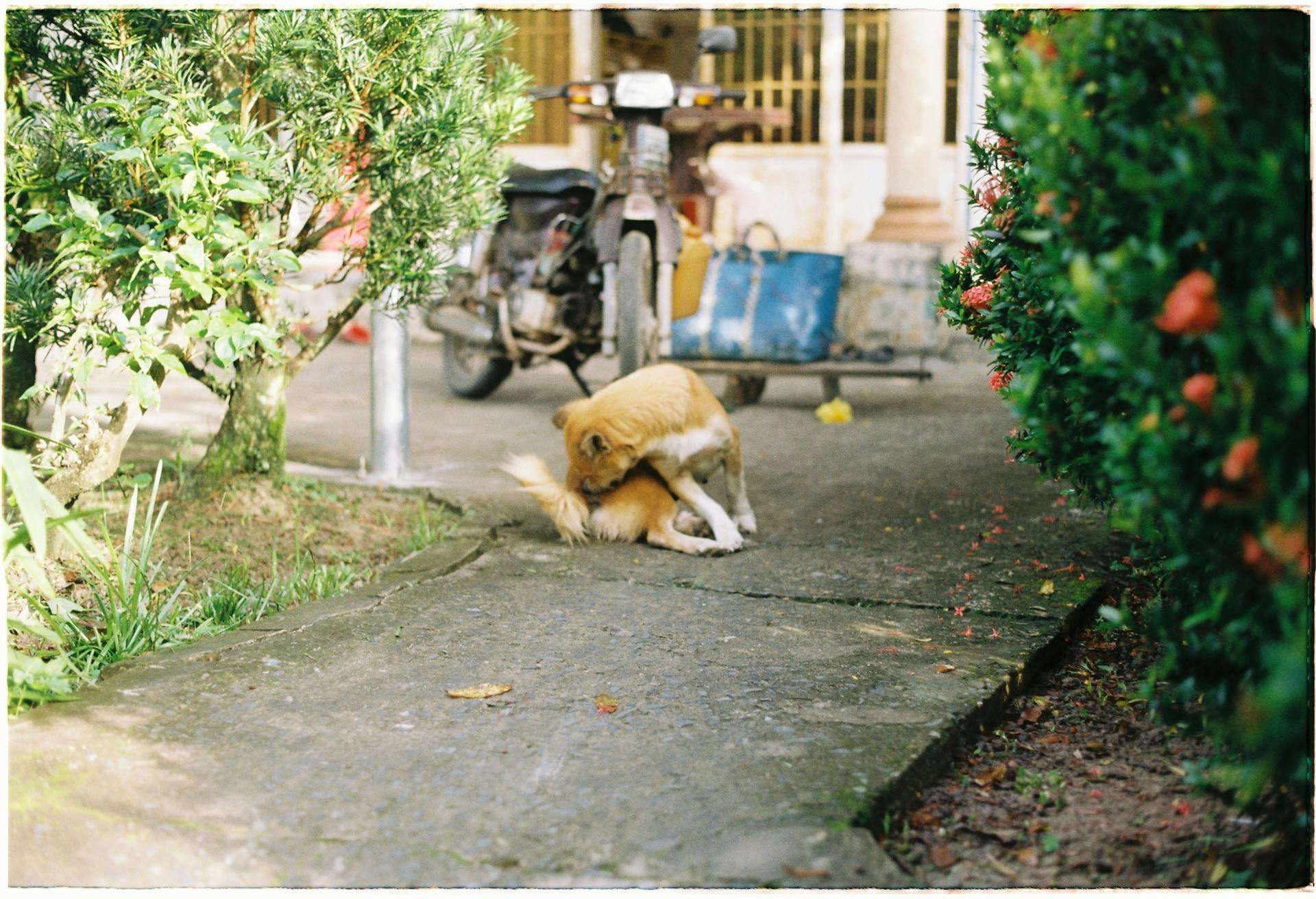 A Stray Dog on a Pavement