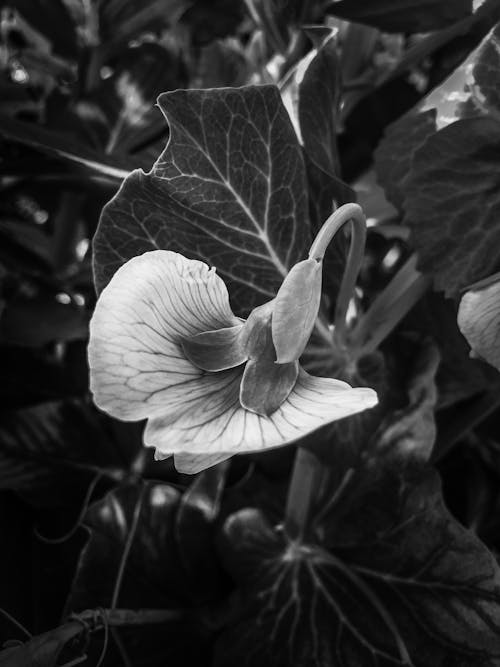 Fotobanka s bezplatnými fotkami na tému botanika, čierny a biely, kvet