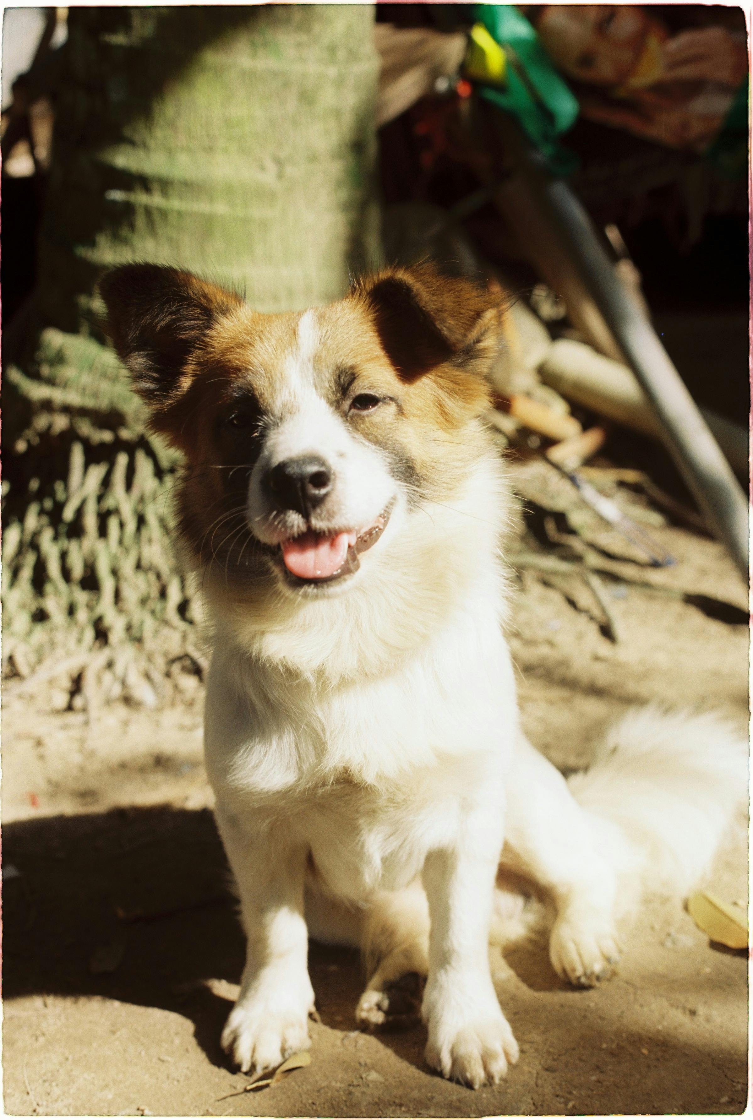 a puppy sitting outdoors in sunlight