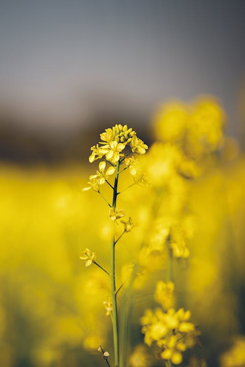 Foto profissional grátis de agricultura, área, colza