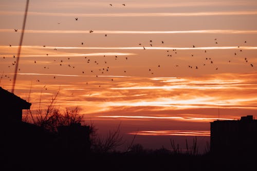 Základová fotografie zdarma na téma hejno, hejno ptáků, létání ptáků