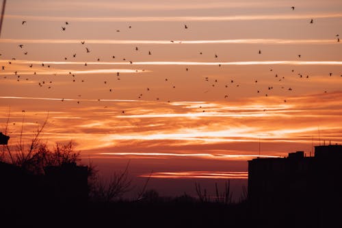 Základová fotografie zdarma na téma hejno, hejno ptáků, létání ptáků