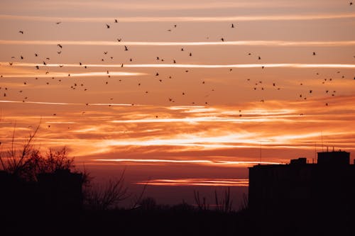 Základová fotografie zdarma na téma hejno, hejno ptáků, létání ptáků