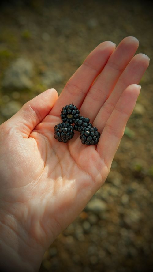 Free Close-up of a hand holding ripe blackberries outdoors in the natural setting of Povoacao, Azores. Stock Photo