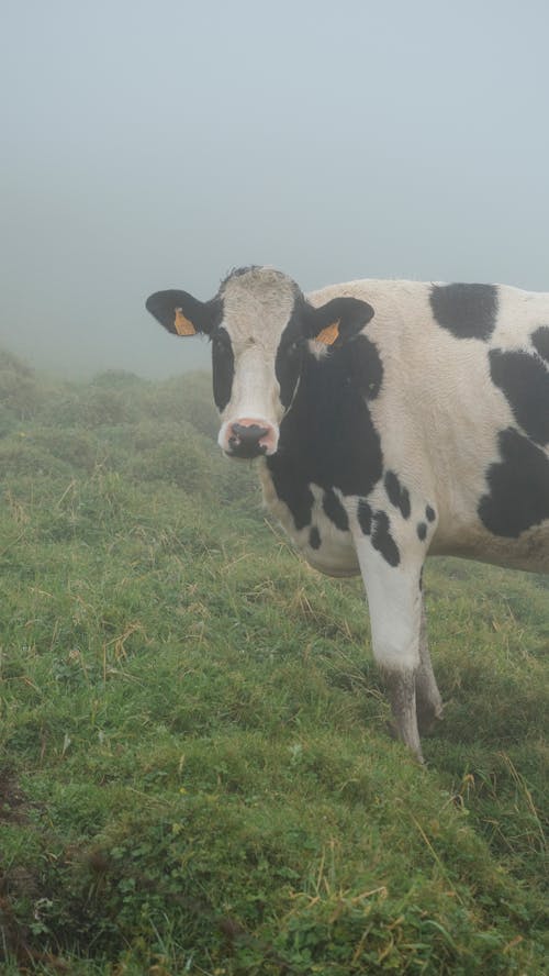 Cow Standing in Foggy Pasture