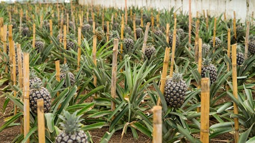 Pineapple Cultivation in Greenhouse