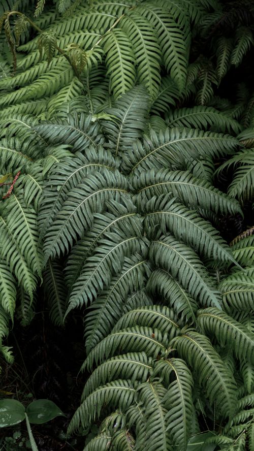 Free A vibrant display of lush green ferns in the forests of Povoacao, Azores. Stock Photo