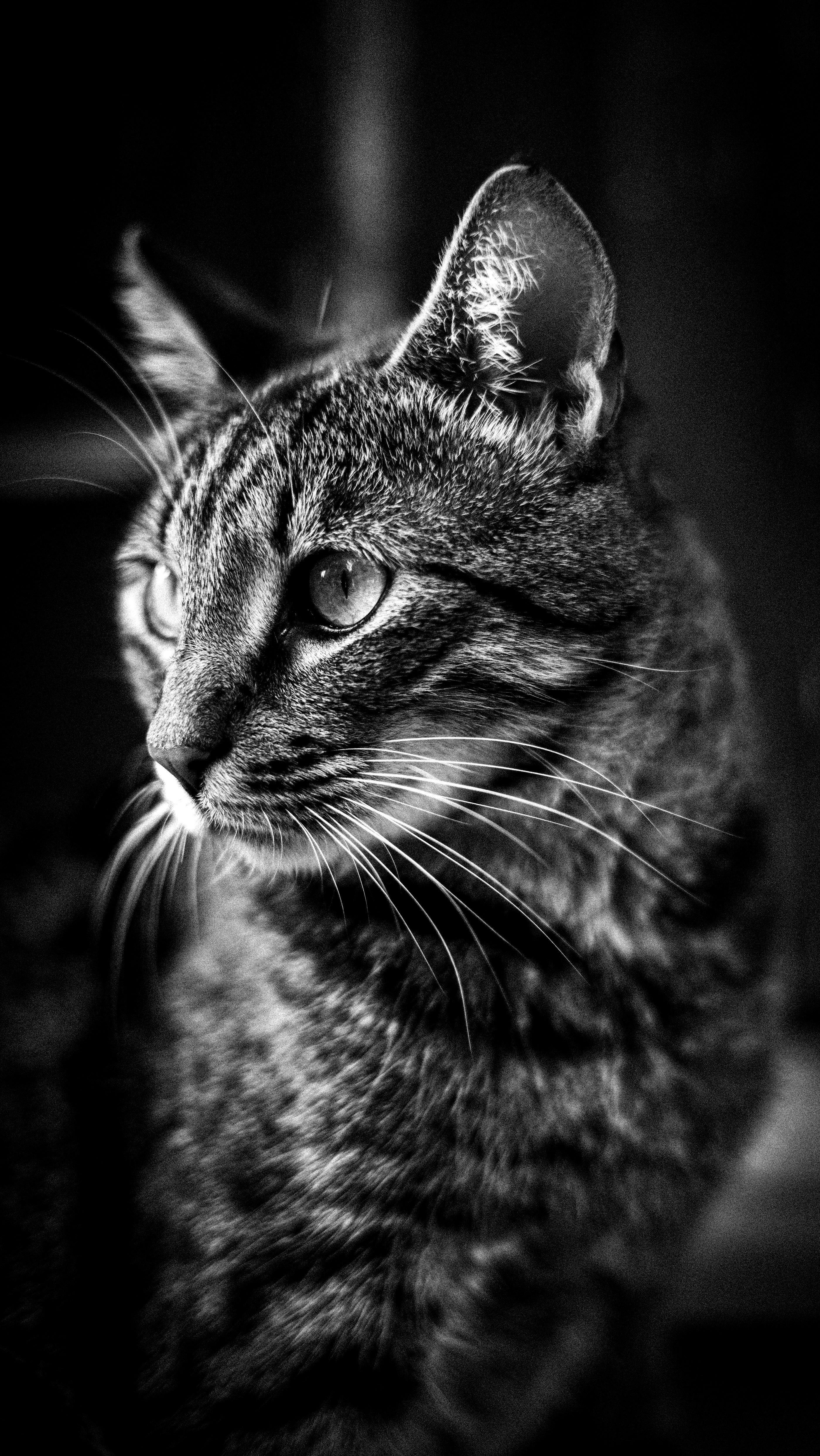Black and White Portrait of Cat · Free Stock Photo