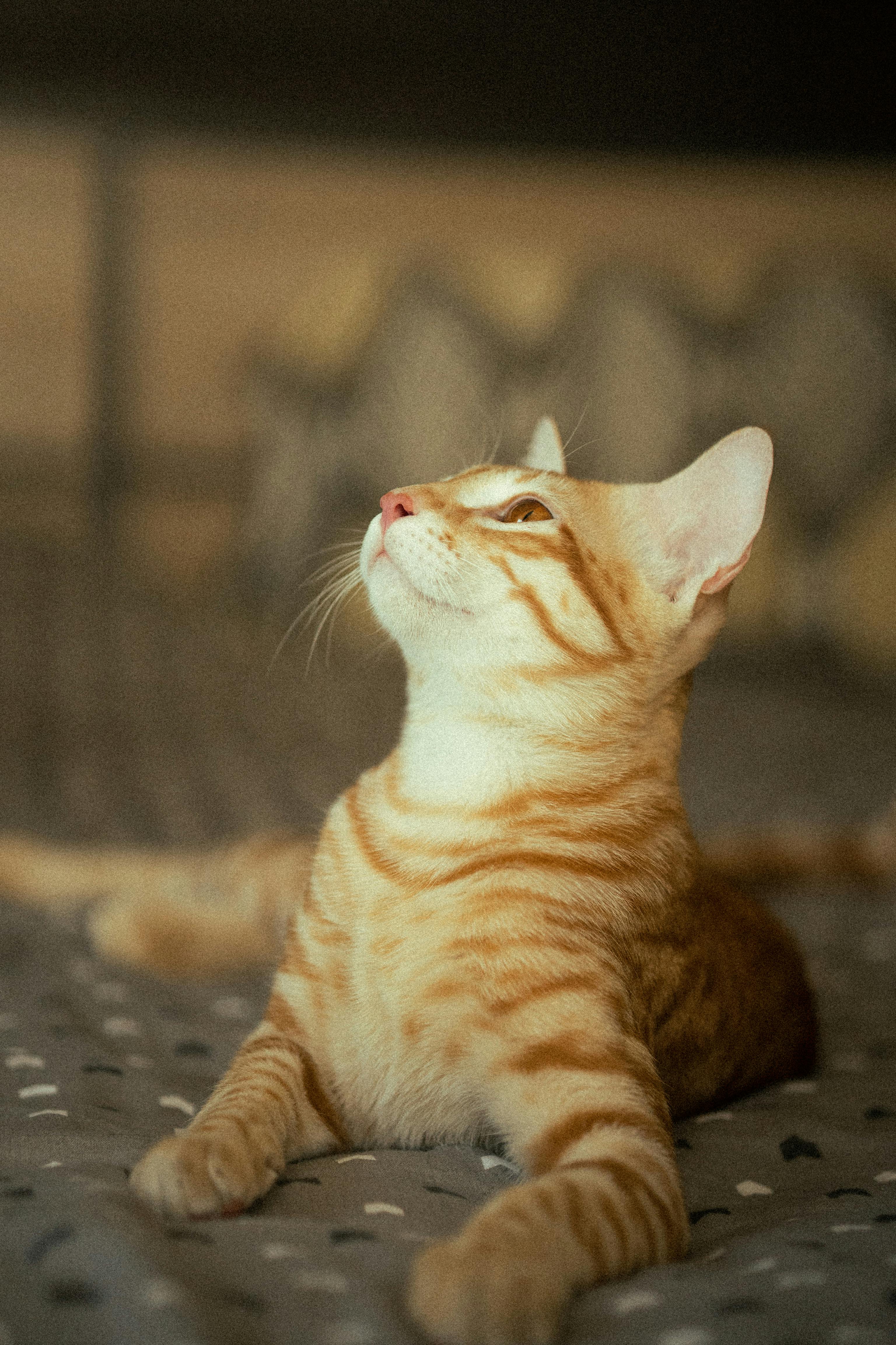 Dog And Cat On Bed Photos, Download The BEST Free Dog And Cat On Bed