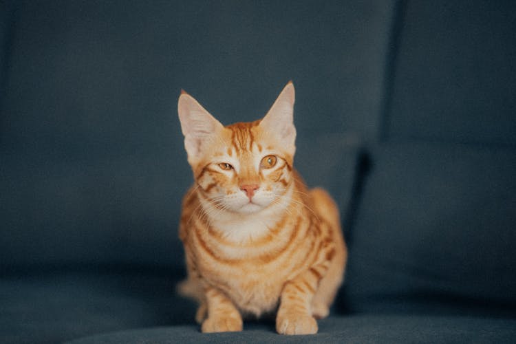 Cat Sitting On A Sofa