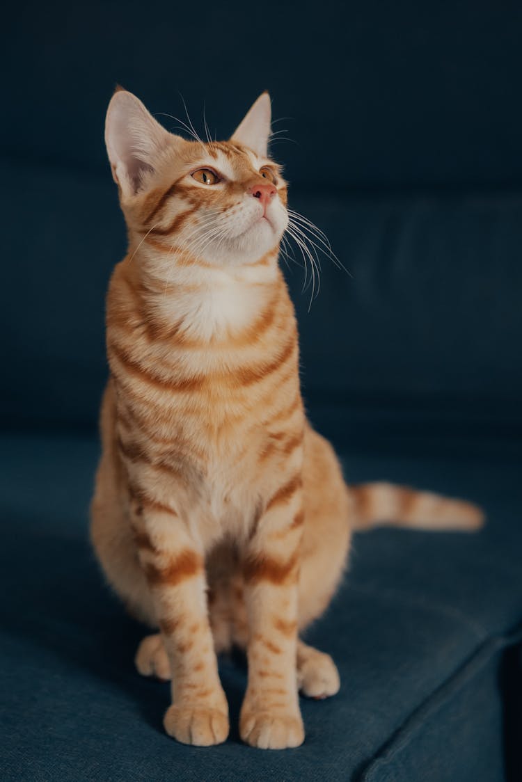 Cat Sitting On A Sofa