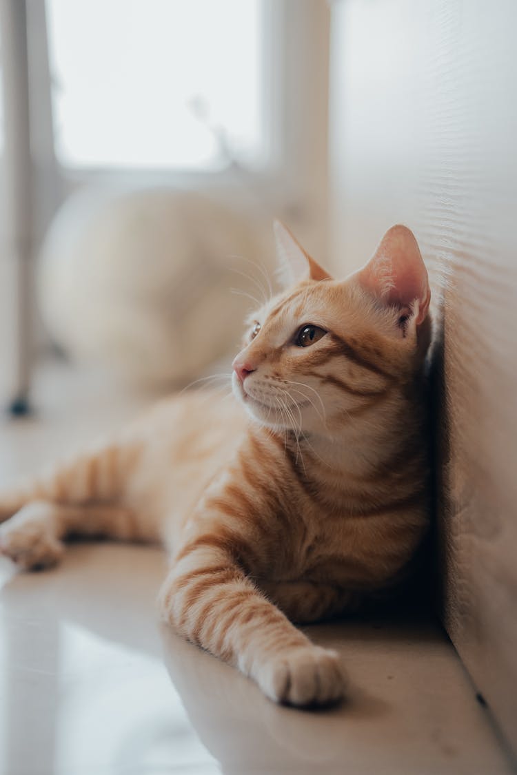 Cat Lying On The Floor