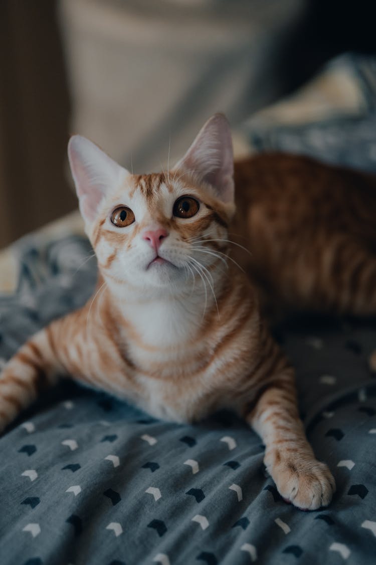 Lying Cat Preparing To A Jump