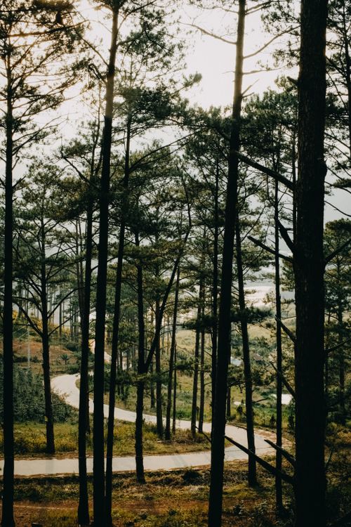 Free Tranquil forest with a winding road on a sunny day, showcasing natural beauty. Stock Photo