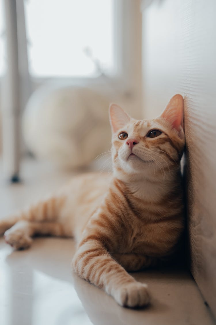 Lying Cat On The Floor Looking