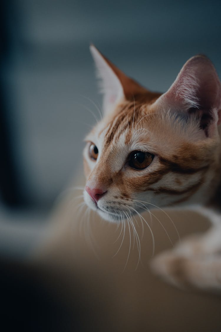 Head Of A Ginger Cat