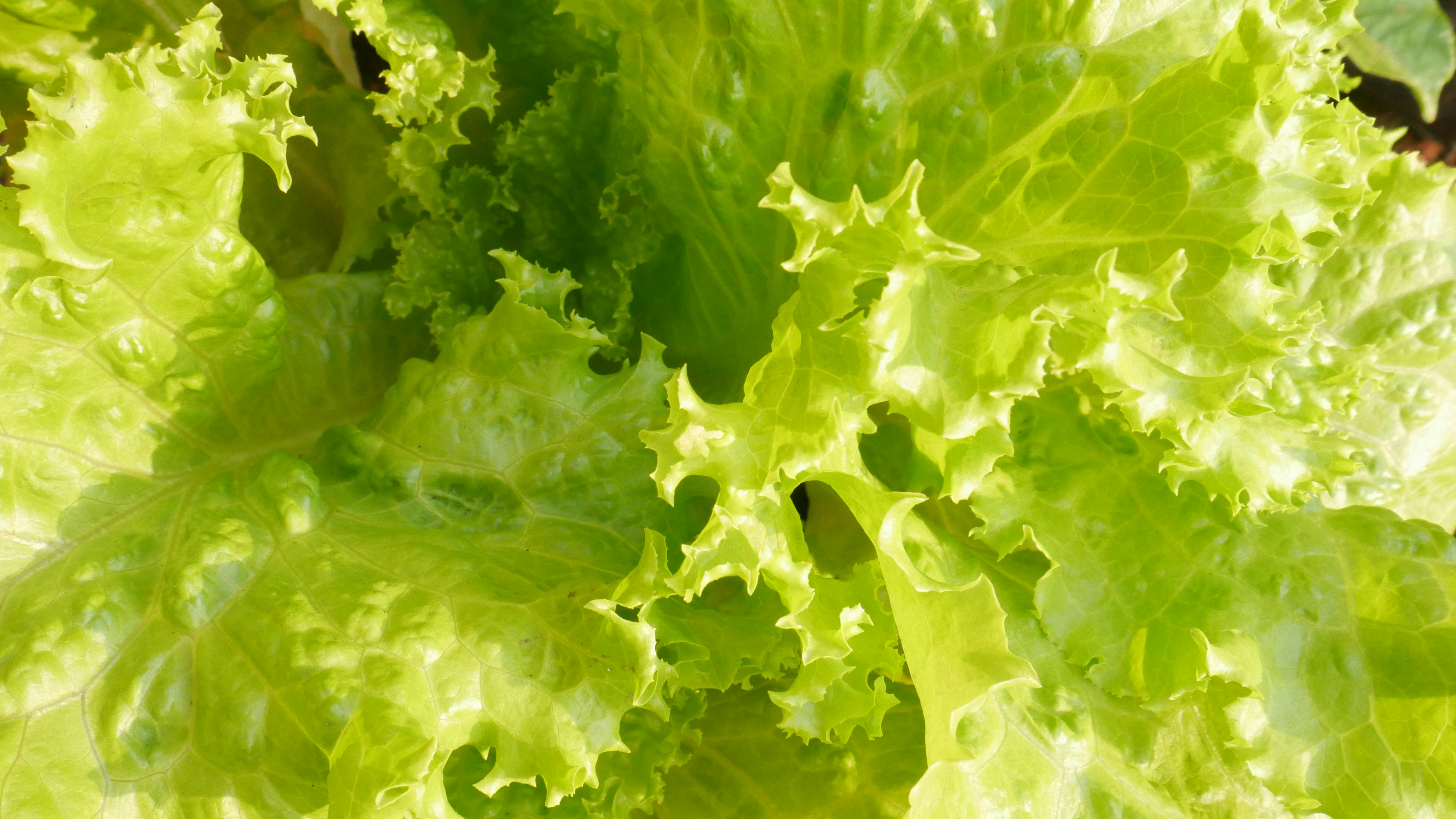 Free stock photo of asian lettuce wraps, best way to keep lettuce fresh, easy way to keep lettuce fresh