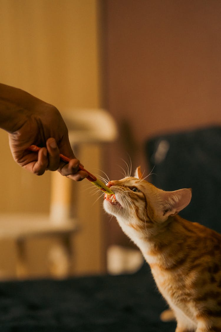 Cat Eating Pets Snack