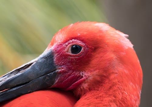 Close-up Photo of Red Bird