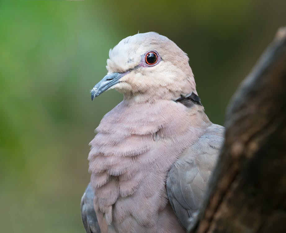 detailed close-up of a dove