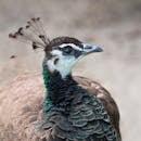 Brown and Green Pheasant