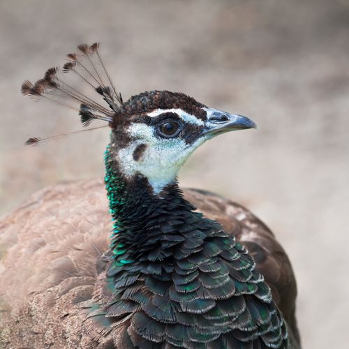 Free Detailed close-up of a peacock, showcasing its vibrant plumage and colorful feathers. Stock Photo