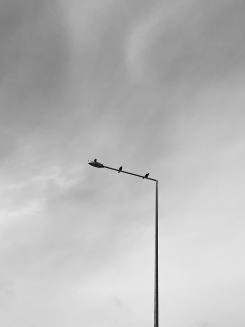 Black and white photo of birds on a street lamp under an overcast sky.