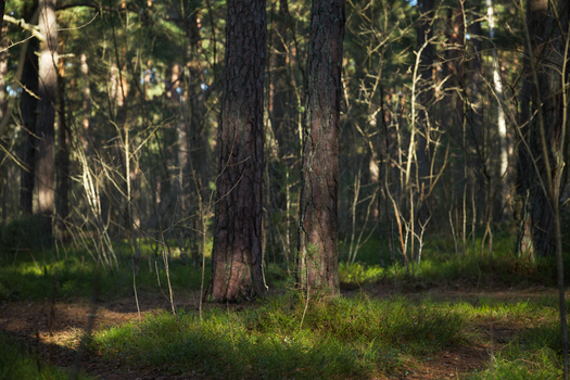 Sunlight filters through a tranquil forest, highlighting moss and trees.