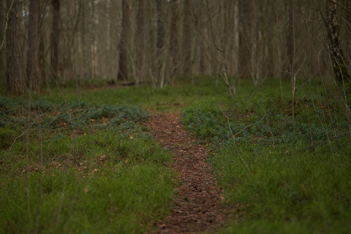 A Path in a Forest 