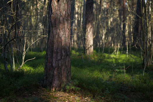 A serene forest scene with sunlight filtering through dense foliage and tall trees.