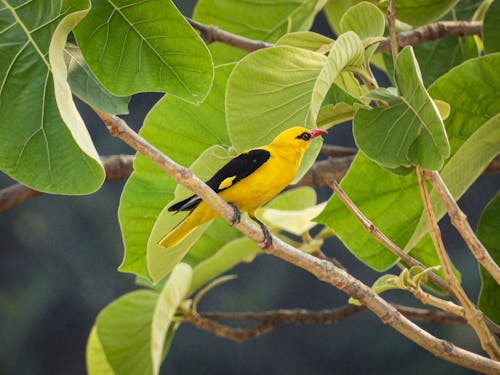 Bird among Leaves