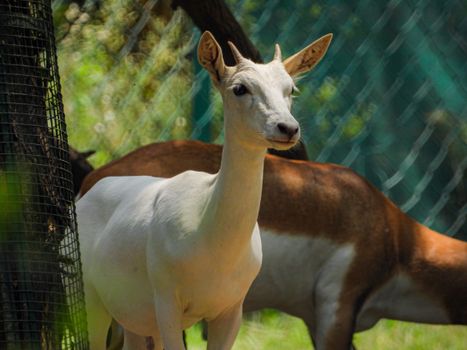 Close-up of a White Deer 
