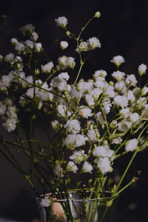 Free Elegant baby's breath flowers in a glass vase, perfect for decor. Stock Photo