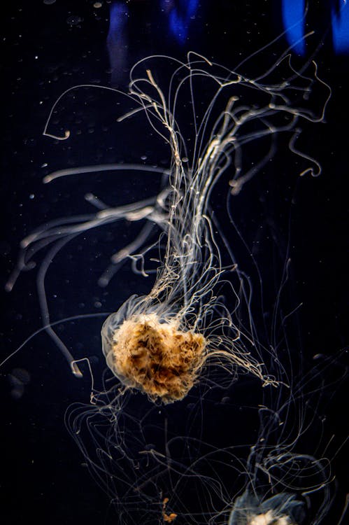 Fotobanka s bezplatnými fotkami na tému medúza, more, pod vodou