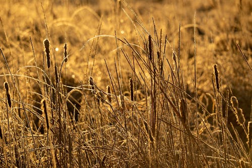 Close-up of Grass in the Meadow 