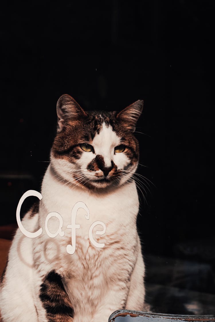 Cat Sitting Behind The Window Of A Cafe 