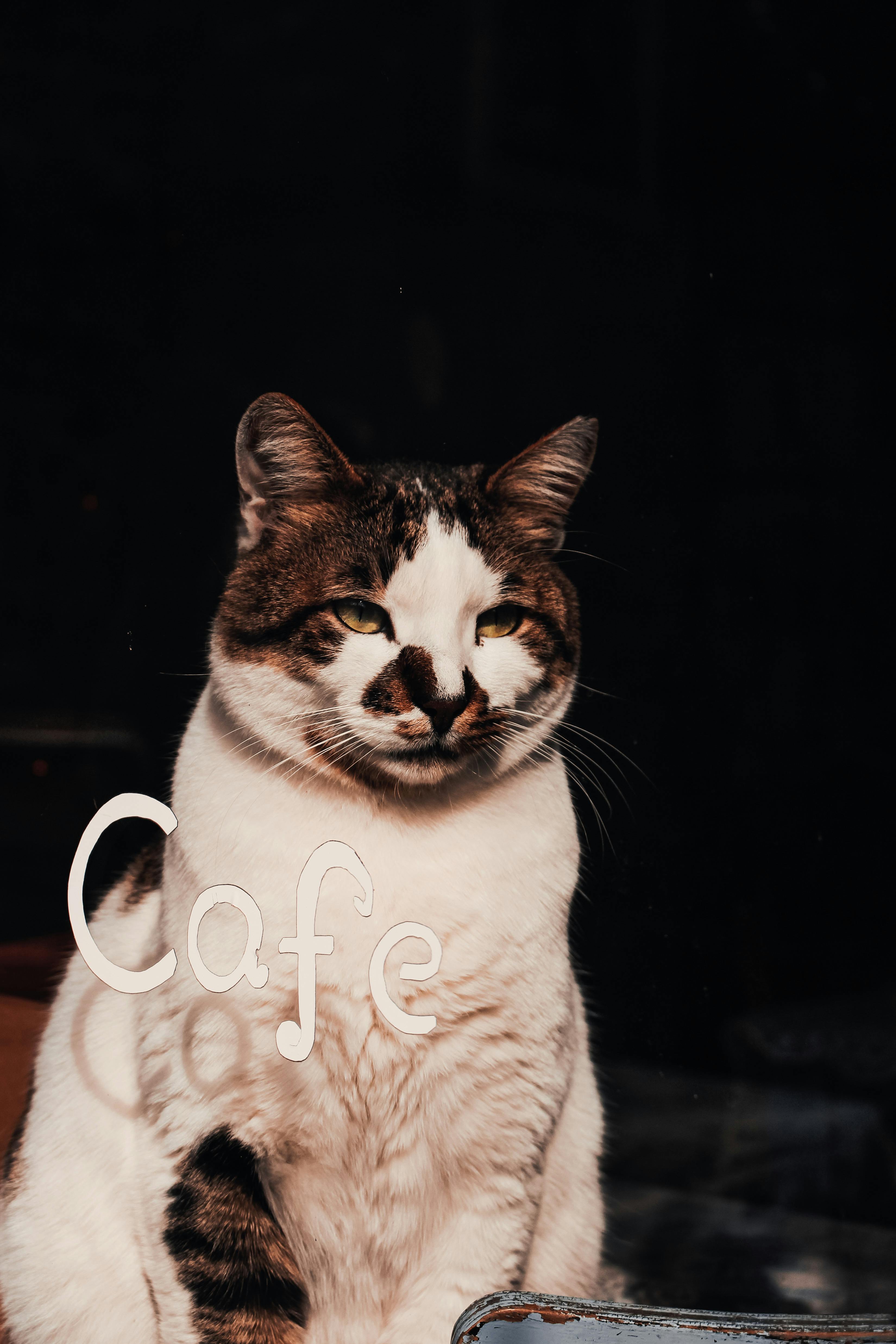 Catcafe Stock Photos - Free & Royalty-Free Stock Photos from Dreamstime