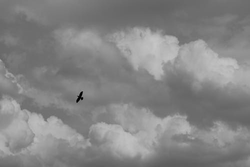 Бесплатное стоковое фото с животное, летающий, небо