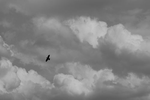 Free Dramatic black and white photo of a bird soaring through fluffy clouds, Oostende. Stock Photo