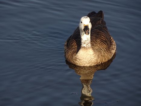 Free stock photo of animal, avian, bird