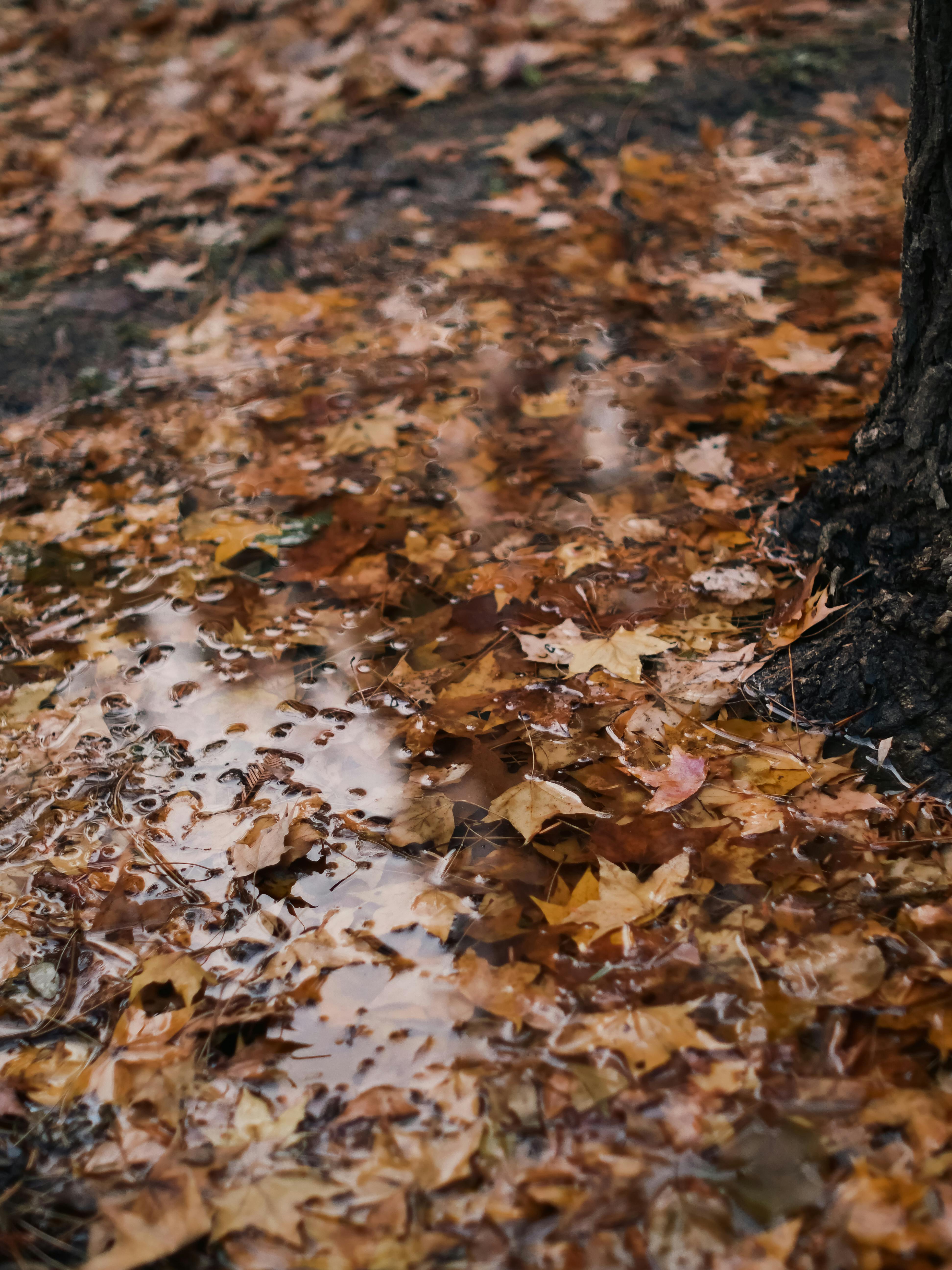 The surface of the dried leaves on the ground is an aesthetic