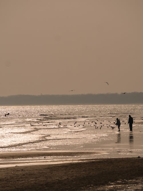People and Birds on Shore at Sunset